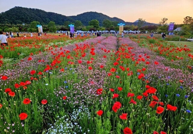 넓은 들판에 다양한 색상의 야생화와 붉은 양귀비꽃이 만개해 있고, 멀리 산과 나무, 그리고 사람들이 꽃길을 따라 걷고 있는 모습이 보인다.