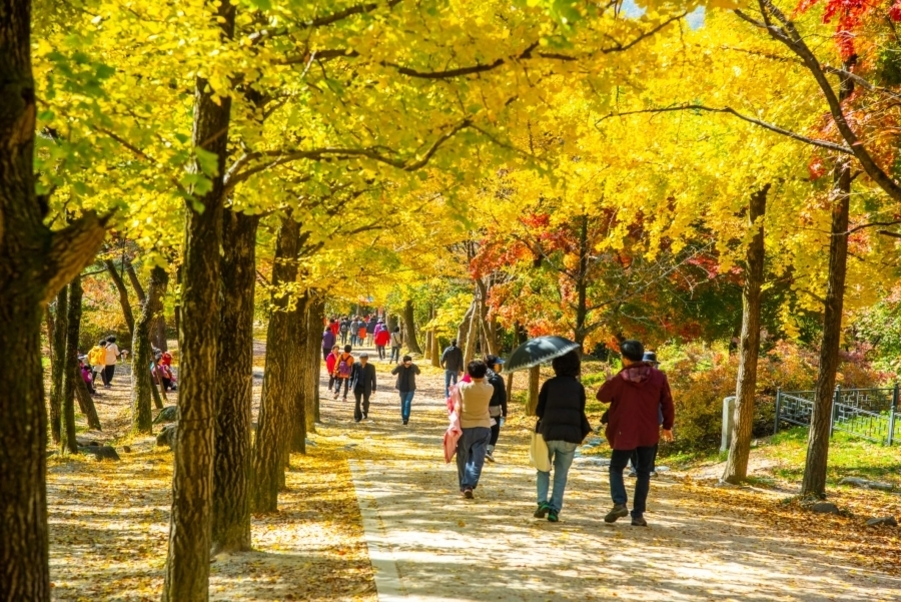 노란 단풍나무가 줄지어 선 산책로를 따라 사람들이 걷고 있다. 가을 분위기가 물씬 풍긴다.